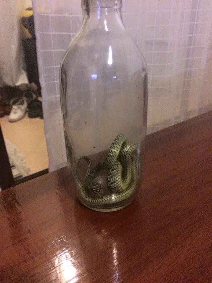 16114820_10153963798912723_3622774347872646899_n